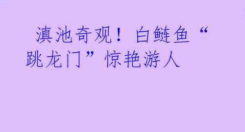  滇池奇观！白鲢鱼“跳龙门”惊艳游人