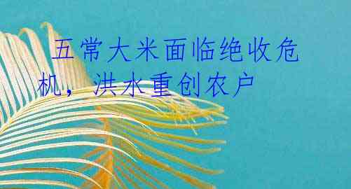  五常大米面临绝收危机，洪水重创农户