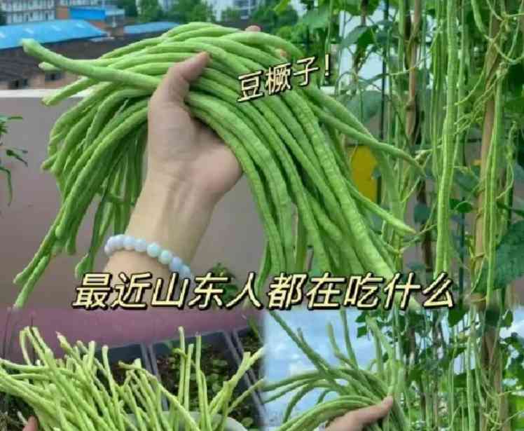  山东人摆脱豆橛子统治，终于要迎接新鲜时蔬了！