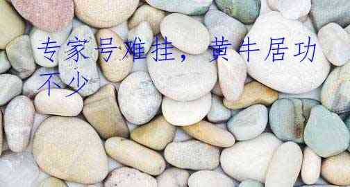 专家号难挂，黄牛居功不少