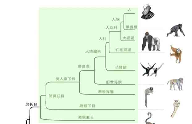  “灵长类基因组计划”获奖，透视人类起源与演化奥秘