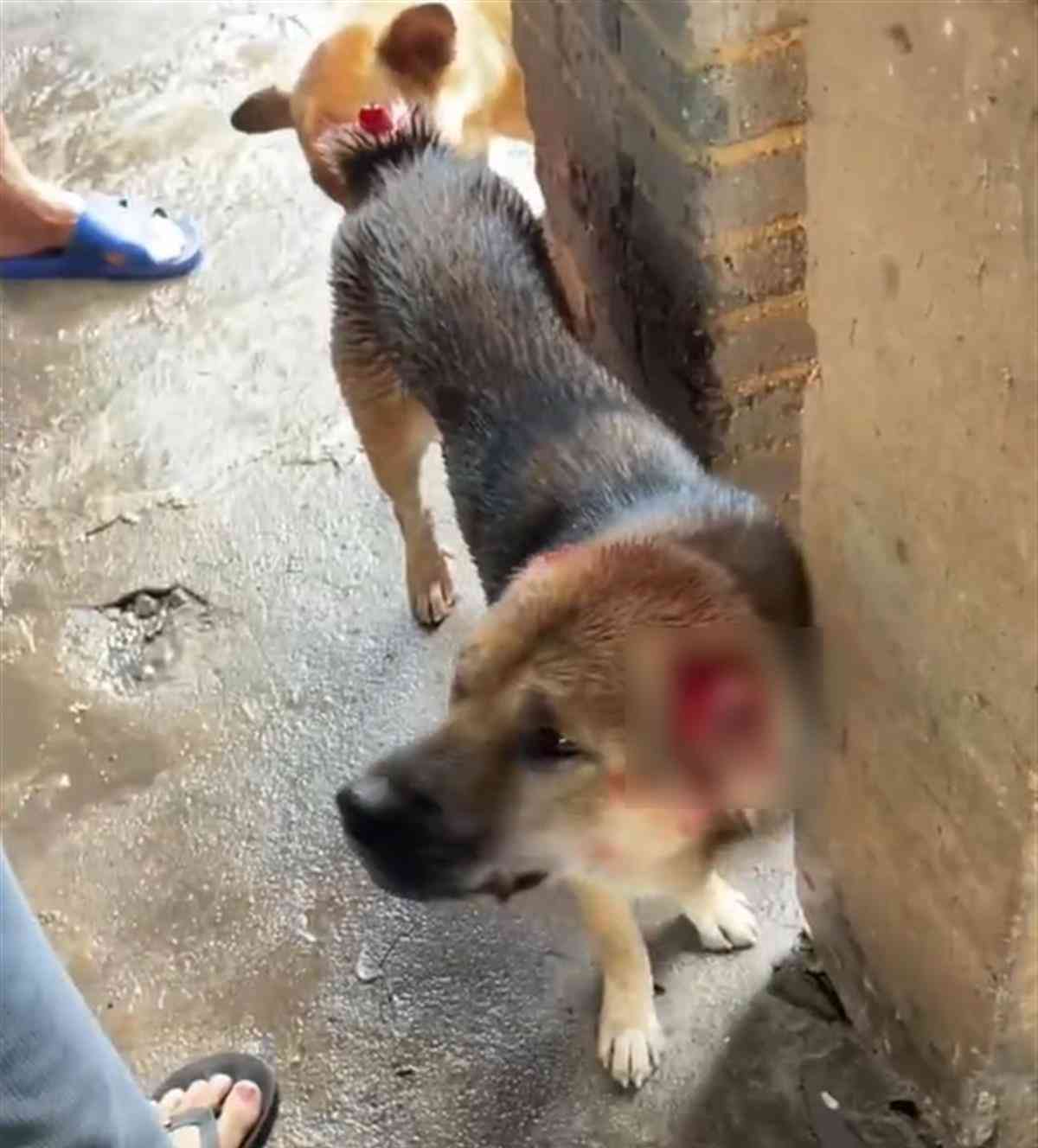  广西北海村民家狗狗遭人剪断耳朵尾巴,警方跟踪调查