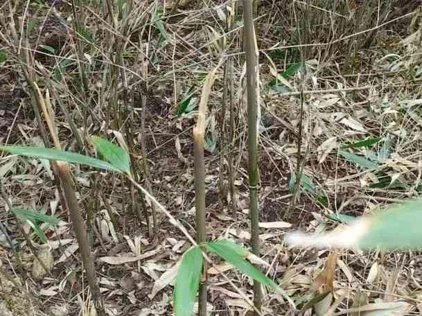  保护大熊猫，恢复秦岭生态——世界自然基金会分享保护经验