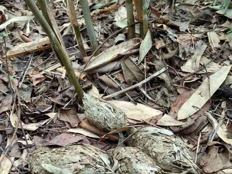  保护大熊猫，恢复秦岭生态——世界自然基金会分享保护经验