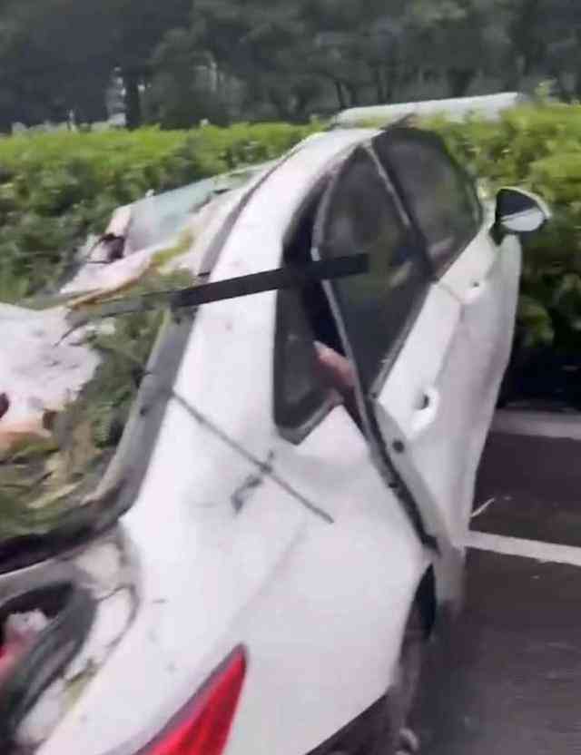  台风苏拉袭深圳，大风吹倒树木砸车致多人伤亡