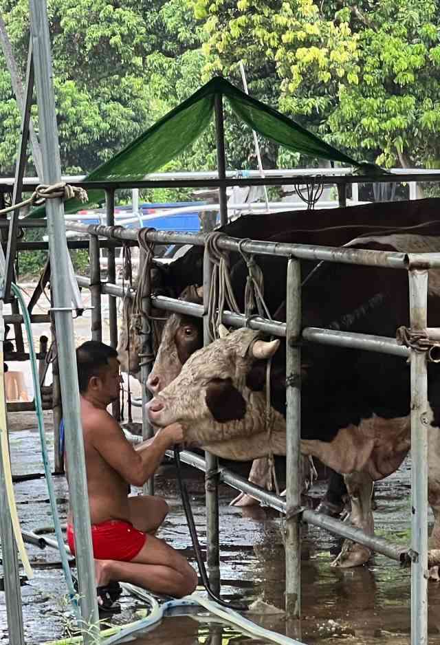  注水肉又现江湖，听说这次牛胃都给插管了！