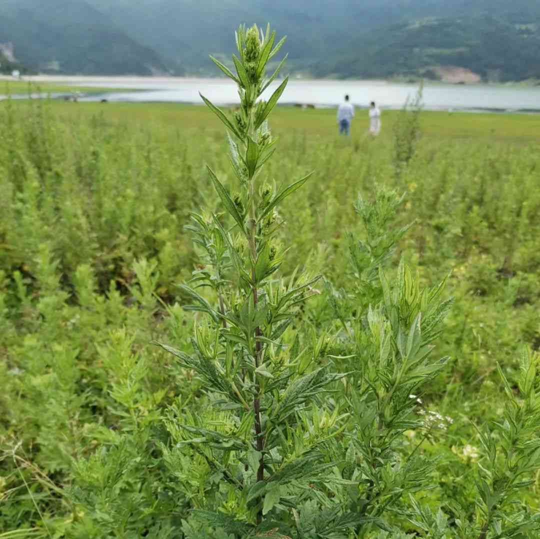  植物演变：岁月变迁中的生命之舞
