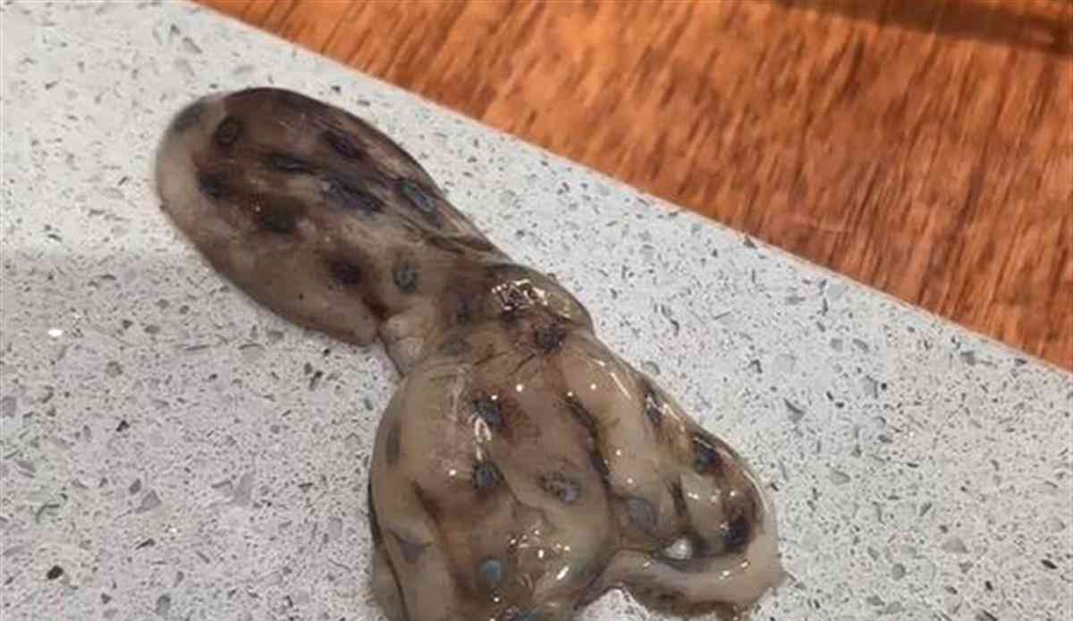 盘锦网友网购章鱼中发现剧毒蓝环章鱼，商家赔偿纠纷曲折