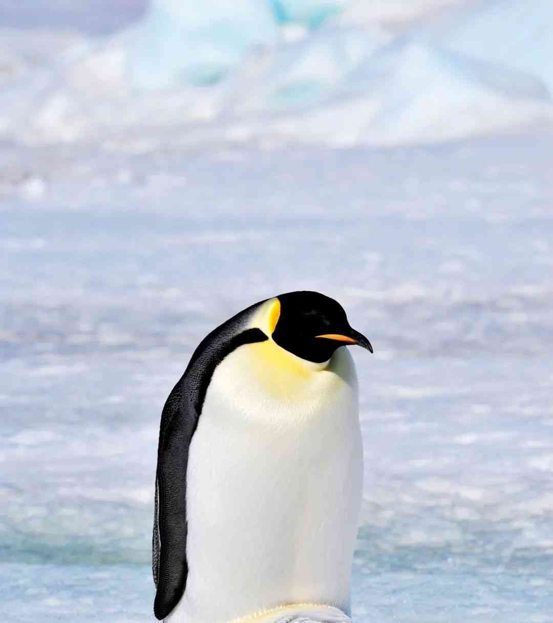 《冰雪奇缘：帝企鹅的三种死亡方式》
