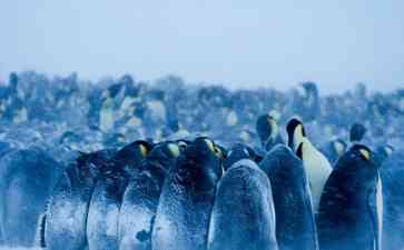 《冰雪奇缘：帝企鹅的三种死亡方式》