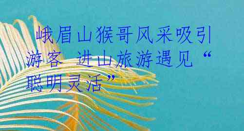  峨眉山猴哥风采吸引游客 进山旅游遇见“聪明灵活”