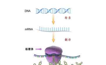  突破! mRNA疫苗进入体内展现"谍中谍"壮举