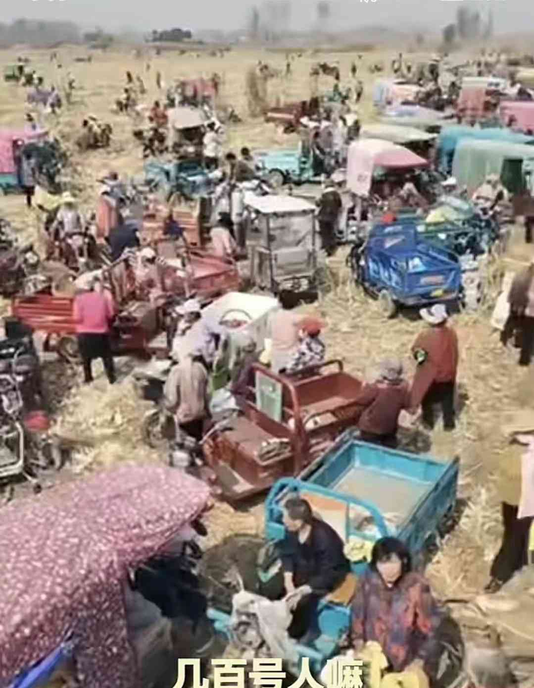  玉米地遭百人疯抢！警察忙得晕头转向？