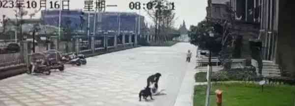 慑人新闻: 女童遭黑色犬猛咬40秒！家人奋力保护, 目击者心惊胆战!

四川崇州的一小区近日发生了一起惊心动魄的事件，一