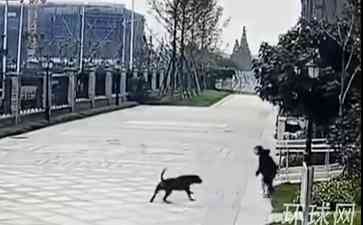  可怕！罗威纳犬狂咬两岁女童，网友惊呼心惊胆寒！