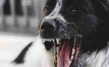  犬咬伤治疗急诊专家共识发布，保护人类安全重要性备受关注