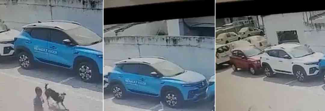  犬咬伤治疗急诊专家共识发布，保护人类安全重要性备受关注