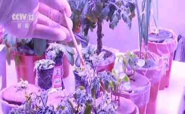  太空种植试验艳阳高照，生菜、樱桃番茄长势喜人