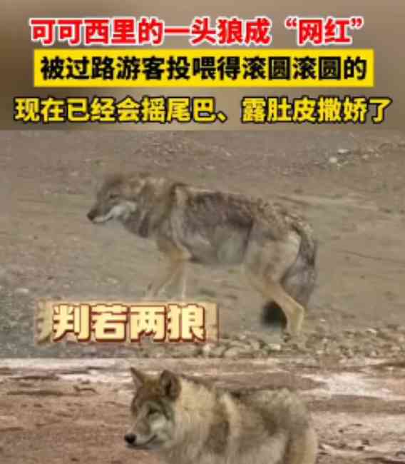  被私狼犬般投食 "吊丝青年"野狼惹众怜
