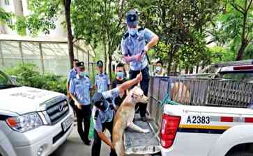  恶犬横行！女孩被咬成血人，母亲泪哭凄惨