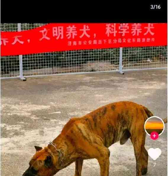  网传男子市中心饲养禁养犬引关注！究竟是何人？他的言论又是真实还是虚幻？