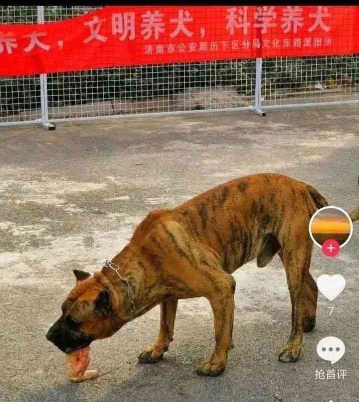  济南犬检疯狂  居民猛耍翻版 型犬逆袭!   