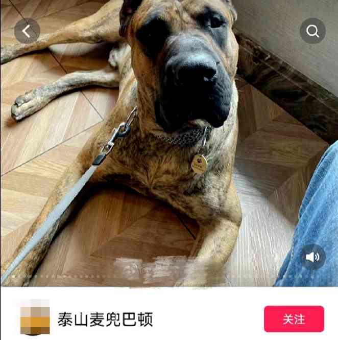  狂妄男子喜欢饲养禁养犬 官方出手行拘