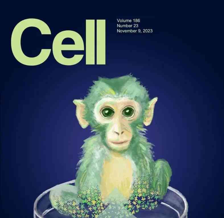  创新突破！中国科学家成功构建出存活的猴胚胎干细胞嵌合体