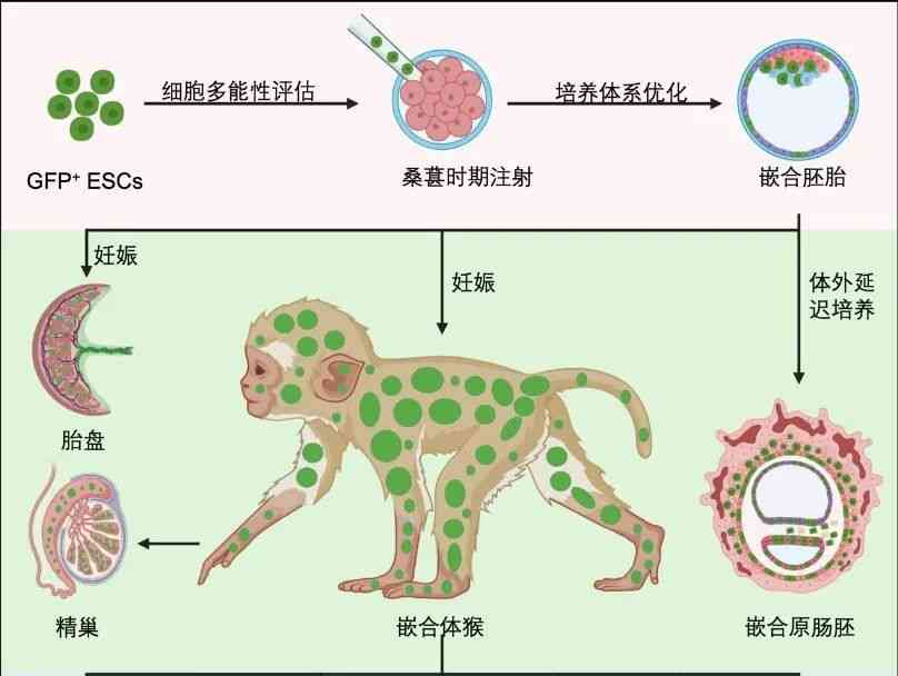  创新突破！中国科学家成功构建出存活的猴胚胎干细胞嵌合体