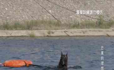  "特警队员频频丢出又被追回？这只流浪马犬对警队究竟有多大吸引力？"