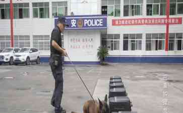  "特警队员频频丢出又被追回？这只流浪马犬对警队究竟有多大吸引力？"