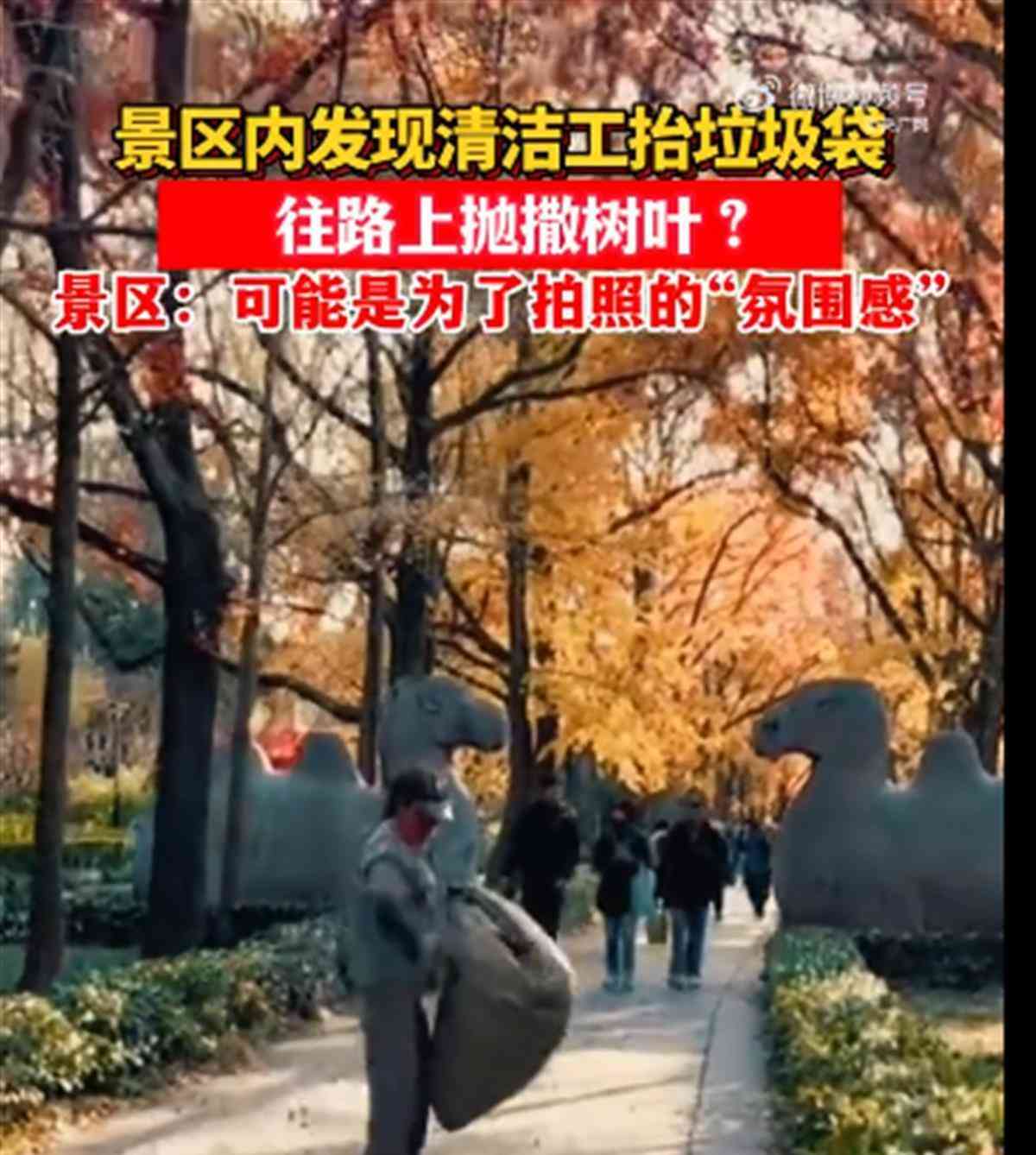  温馨一瞬间！南京明孝陵清洁工撒落叶成佳话
