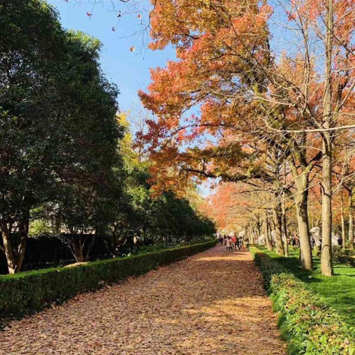  温馨一瞬间！南京明孝陵清洁工撒落叶成佳话