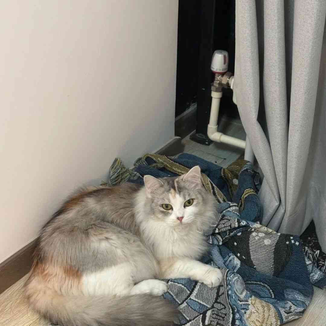  猫宠何去何从：宠物托运面临的挑战