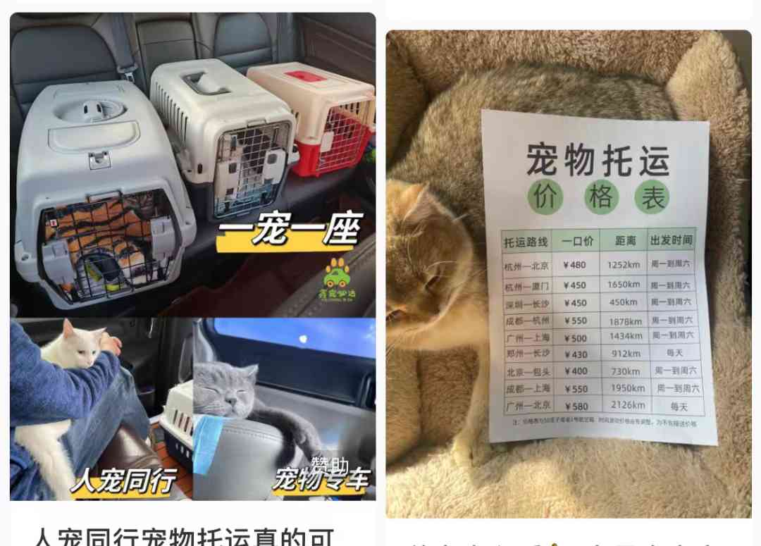  猫宠何去何从：宠物托运面临的挑战
