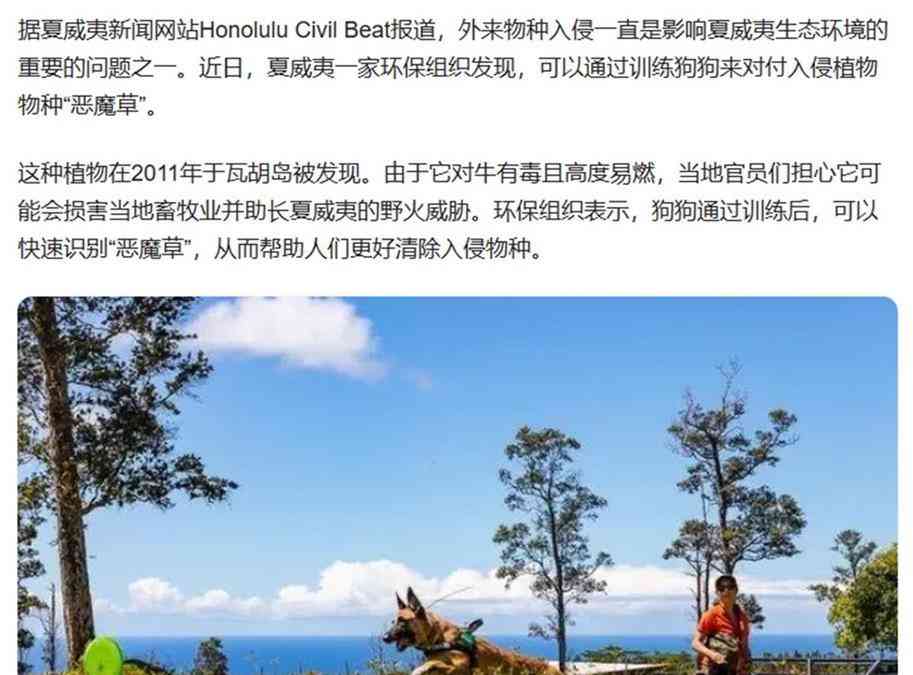  荷兰城市引进猪群，打破橡树垄断