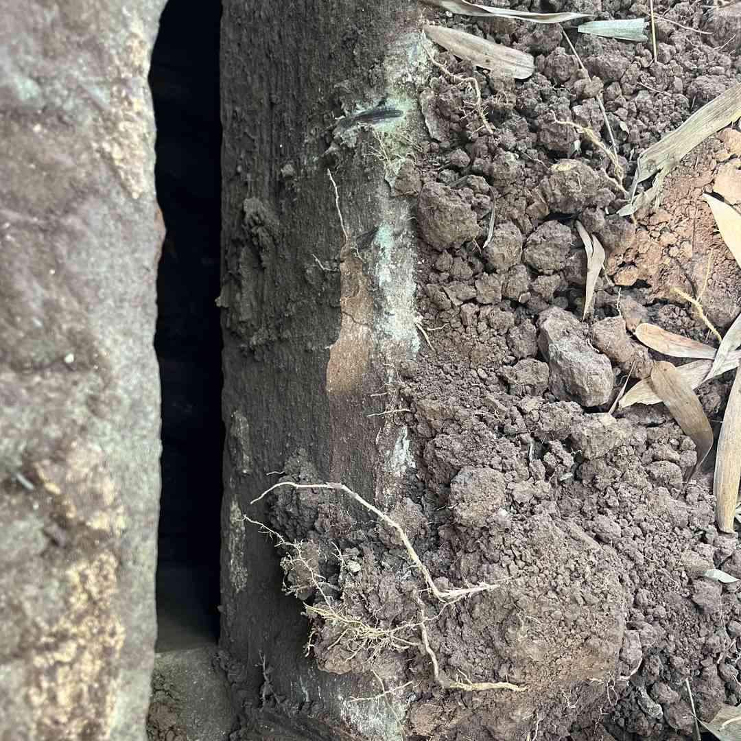  盗墓笔记再现！四川丹桂村现神秘盗墓行为