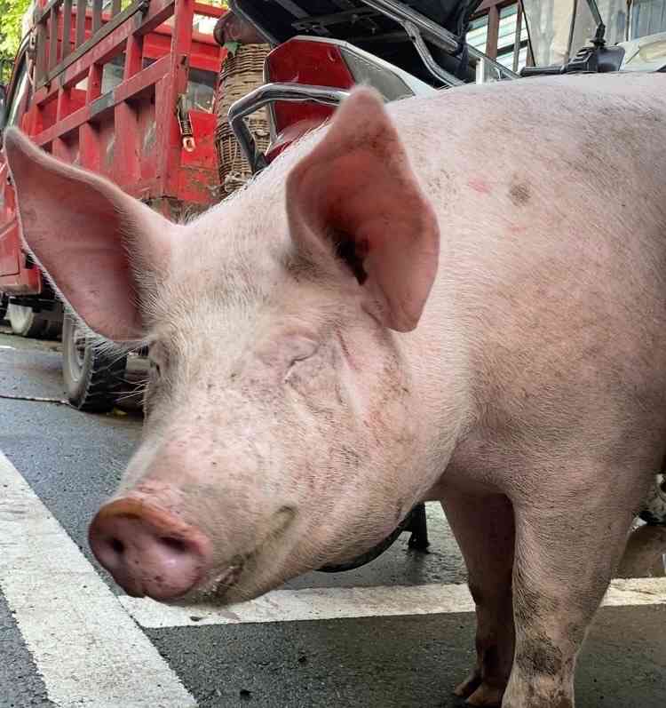 猪的“劫后余生”：垫江暴雨中的温情一幕